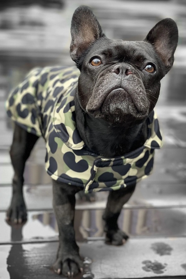 Dog Coat Print