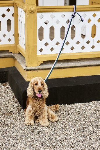 HAY Dogs Leash-Braided, Lavender/Green