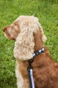 HAY Dogs Collar Flat S/M, Lavender/Green