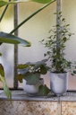 Collect Planter Pot, SC72