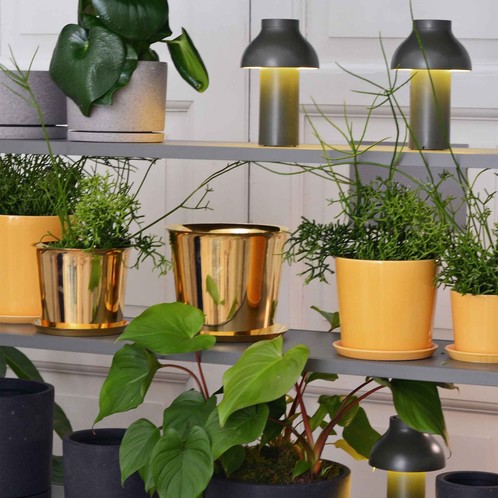 Botanical Family Saucer M