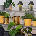 Botanical Family Saucer M