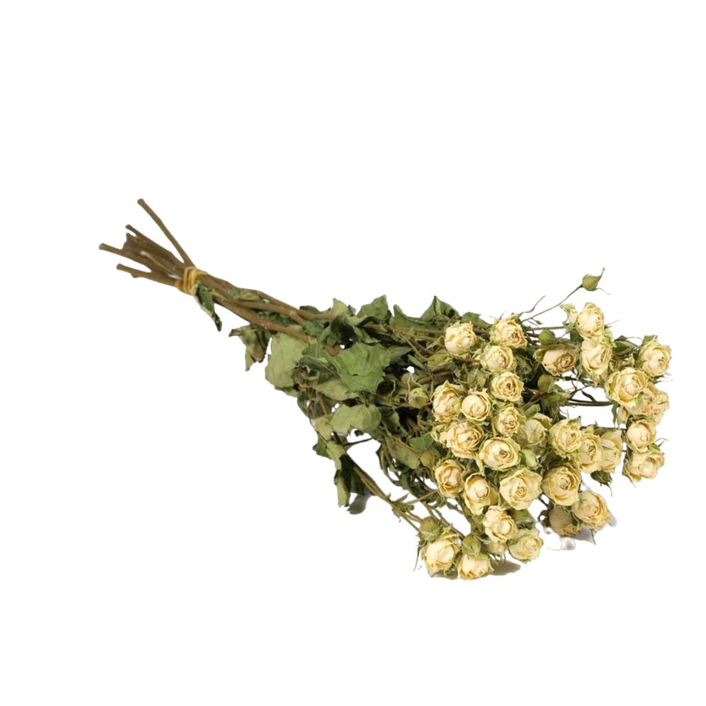 Dried Flowers - Spray Roses Natural White