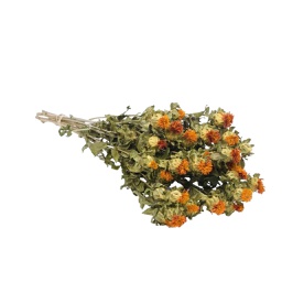 [HDFL00901] Dried Flowers - Carthamus Orange