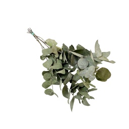 [HDFL01101] Dried Flowers - Eucalyptus Cinerea